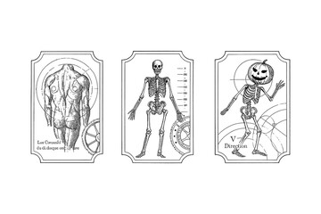 Vintage anatomical skeleton illustrations with variations including pumpkin head and top hat, Transparent Background