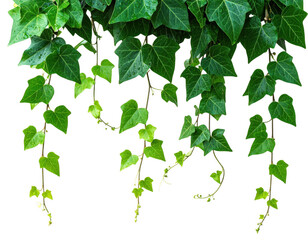 Realistic Hanging Liana Plant with Green Foliage, Transparent Cutout