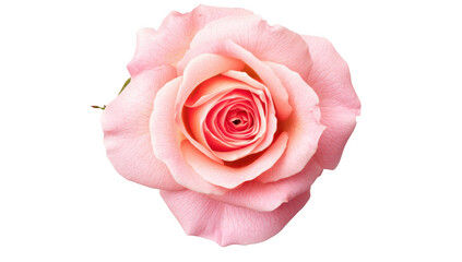 A close-up view of a delicate pink rose its intricate petals and colors against a clean white background. ideal for floral-themed designs and nature-inspired projects