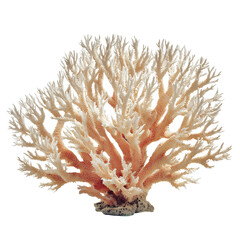 A coral with white and brown branches isolated on a transparent background