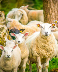 White domestic sheeps in Northern IReland