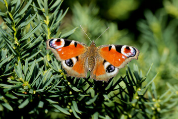 European peacock butterfly (Aglais io) sitting in a tree in Zurich, Switzerland