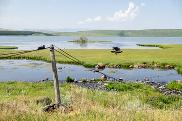 Paravani Lake, Javakheti, Georgia. 18 Jul. 2020. Crows on wires by the lake shore