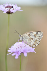 Iberian Marbled White, Melanargia lachesis butterfly