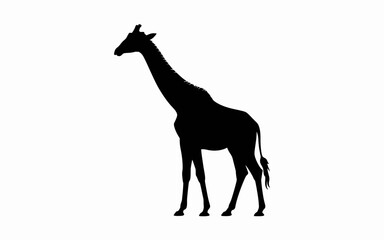 giraffe vector illustration