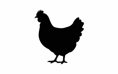 rooster isolated on white