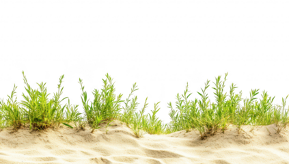 A serene landscape featuring lush green grass growing on sandy terrain under bright sunlight. with a clear sky in the background. ideal for nature-themed projects or environmental awareness campaigns