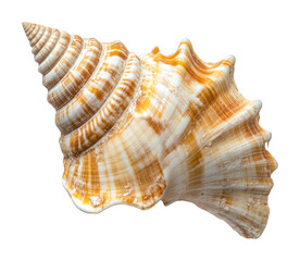 PNG Sea shell seashell invertebrate ornamental.