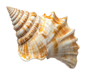 PNG Sea shell seashell invertebrate ornamental.