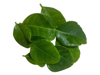 fresh green leaves of basil