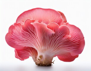 a vibrant pink coral mushroom showcasing intricate delicate folds and textures isolated on white background cutout