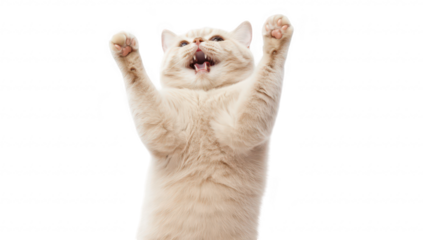 A playful cream-colored cat with raised paws. expressing excitement against a white background. capturing a moment of joy and energy. ideal for pet-themed content and advertising
