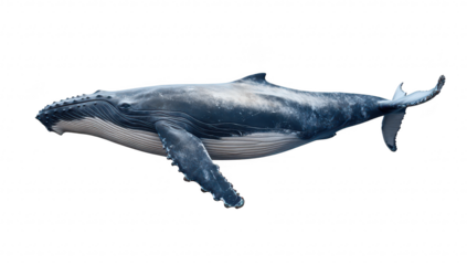 A majestic humpback whale gracefully swimming through the ocean depths. its powerful body and intricate patterns. with a serene underwater environment in the background