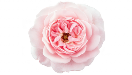 A close-up view of a delicate pink rose its intricate layers and soft petals. set against a clean white background. ideal for floral design or nature-themed projects