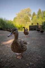 Close proximity with duck, close up in the face and feathers 