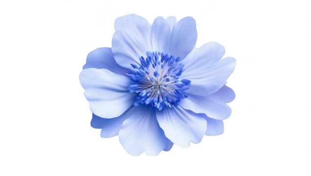 A delicate blue flower with soft petals and intricate details. elegantly displayed against a clean white background. ideal for use in nature-themed designs or floral arrangements