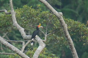 Rhinoceros hornbill (Buceros rhinoceros) big bird on branch birdwatching in the forest.