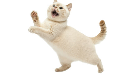 A playful cream-colored cat with a joyful expression leaps into the air. its agility and enthusiasm against a clean white background. perfect for pet-related content