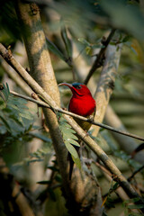 Crimson Sunbird Feeding on Flower Nectar in Chitwan National Park