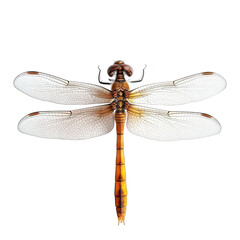 A detailed close-up of a dragonfly with intricate wing patterns. its natural beauty against a clean white background. ideal for educational or artistic use