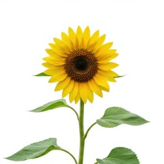 Fototapeta premium A vibrant sunflower with bright yellow petals and dark brown disc center stands tall against a pure white background.