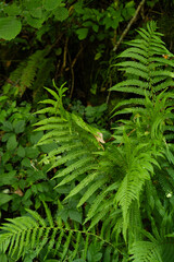 Green Fern Growing in Alpine Forest Nature