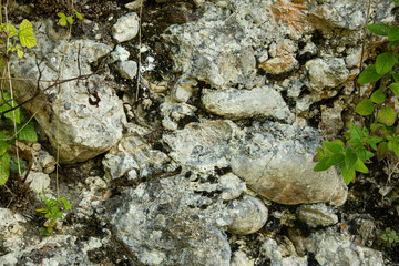 Green Plant Branch Growing on Natural Stone Surface, Eco Nature Background