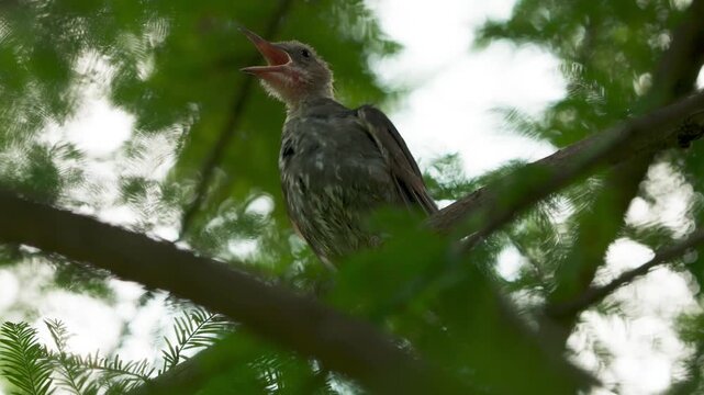 Juvenile Brown-eared Bulbul Calling and Preening in Tree Canopy