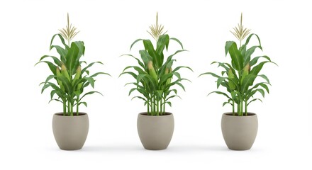 Fototapeta premium Three Potted Corn Plants Against White Background