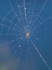 Obraz premium Early morning dew on a spider web against a blue background; Davis, West Virginia, United States of America