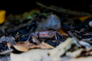 Crabs scuttle, hermit crabs shift shells, sea slugs shine with color. Spiders weave, lizards bask. Coral, seagrass, and sea cucumbers sustain coastal life in harmony.
