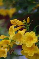 Bright yellow flowers blossoming in the garden signify the beauty of spring and summer