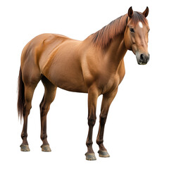 Obraz premium A majestic brown horse stands confidently in a bright. neutral setting. its muscular build and shiny coat. perfect for equestrian-themed projects or animal photography collections