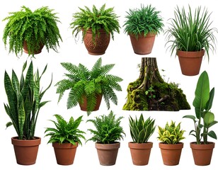 Assorted houseplants in terracotta pots