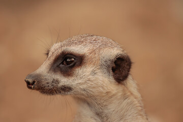 Un Suricate fait la surveillance 