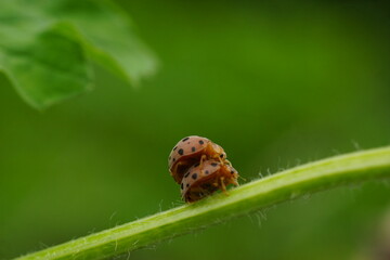 Two ladybugs mating on a branch. This macro photo captures the unique behavior of the insects in their natural habitat.