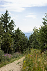 Forest path in the Carpathians against the backdrop of majestic mountains