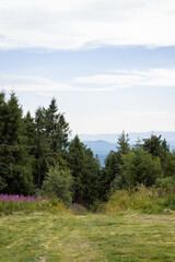 Road to the forest among the Carpathian Mountains