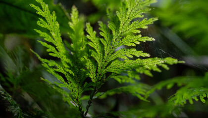 Hoja verde de helecho en detalle con fondo natural desenfocado