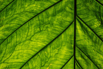 Detalle macro de hoja verde con venas y textura natural iluminada por la luz