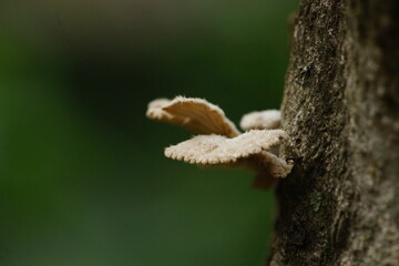 Split gill mushroom or Schizophyllum commune on a dead mango tree