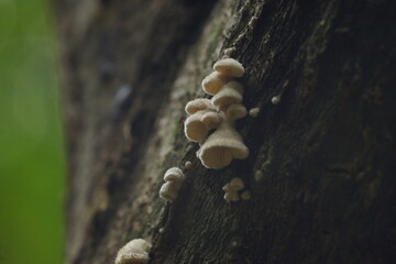 Split gill mushroom or Schizophyllum commune on a dead mango tree