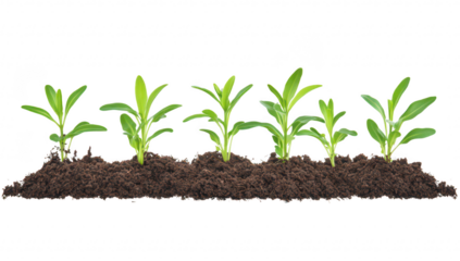 A row of green seedlings emerging from rich. dark soil. symbolizing growth and renewal in a garden setting. with a clean white background enhancing focus on the plants