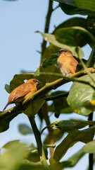 Scaly-breasted Munias Perched Among Green Foliage