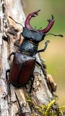 Beetle on tree trunk
