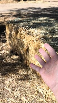 Paja para alimentar ganado 