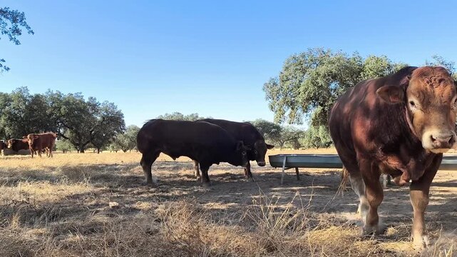 Toro  contaminaci&oacute;n por gases  de ganado vacuno