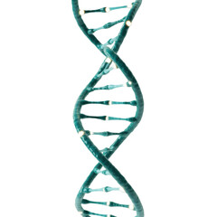 dna strand in the form of dna