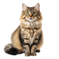 A fluffy. attentive domestic cat with striking green eyes sits gracefully on a clean white background. its beautiful fur and calm demeanor. perfect for pet-related content