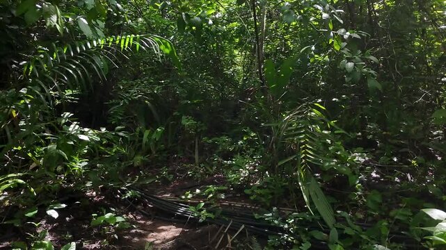 mata, floresta, serra de baturit&eacute; rio, sitio, mata atlantica viagem de drone, flora